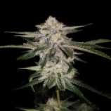 DNA Genetics Seeds Miss U.S.A.