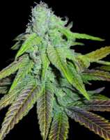 DNA Genetics Seeds P.C.K.