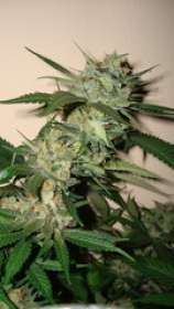 DNA Genetics Seeds SleeSkunk