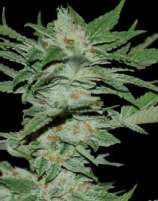 DNA Genetics Seeds Sour Krypt