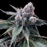 DNA Genetics Seeds White Walker Kush