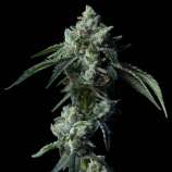 DNA Genetics Seeds Zallah Bread