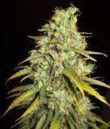 Delicious Seeds Critical Super Silver Haze