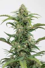 Dinafem Dinamed CBD Autoflowering