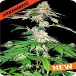 Dispensario Seeds Big Crack Tsunami