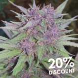 Dizzy Duck Seeds Purple Dutch