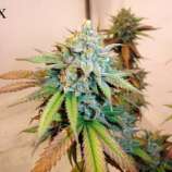 Dman Seeds CBX