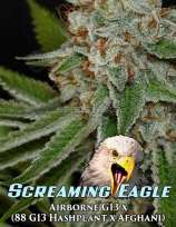 Dominion Seed Company Screaming Eagle