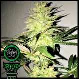 Domus Seeds Harly Kush CBD