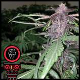 Domus Seeds Redberry Express