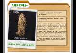 D+Calidad Seeds Amnesia+