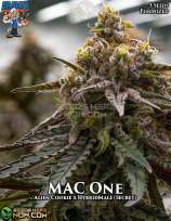 Dr. Blaze Mac One