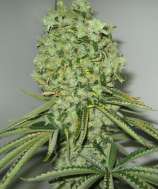 Dr. Greenthumb East Coast Sour Diesel