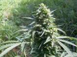 Dr. Greenthumb Sweet 105