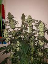 Duppy Sensi Genetics Duppy's Cookies