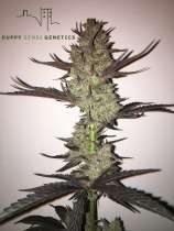 Duppy Sensi Genetics Gas Pine