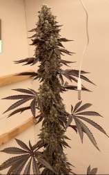 Duppy Sensi Genetics Pink Cola