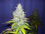 Dutchgrown Seeds LUI 13