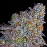 Dynasty Seeds Black Blue Magoo