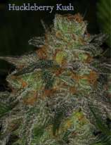 Dynasty Seeds Huckleberry Kush