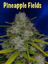 Dynasty Seeds Pineapple Diesel