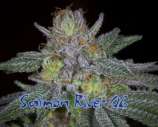 Dynasty Seeds Salmon River OG