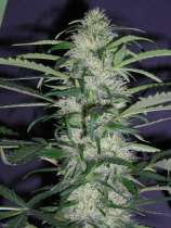 Earth Seeds Sudden Flower 47