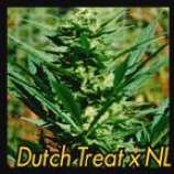 East Island Seeds Dutch Treat x Northern Lights