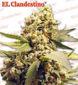 El Clandestino Super Skunk Special