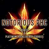 Elev8 Seeds Notorious PHC