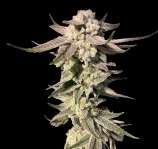 Elev8 Seeds White Blizzard