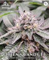 Emerald Mountain Legacy Queens Candy