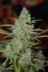 Eskobar Seeds Cheeseberry Haze