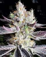 Ethos Genetics Booberry Cookies RBX