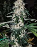 Ethos Genetics Rawtton