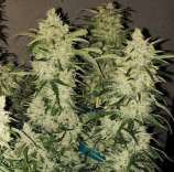 Ethos Genetics Zweet Auto