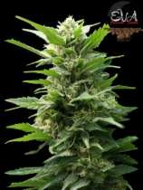 Eva Female Seeds TNT Kush