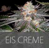 Exclusive Seeds Eis Creme