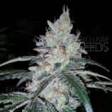 Exclusive Seeds G-Bear
