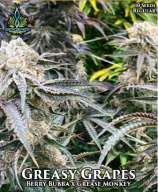 Exotic Genetix Greasy Grapes