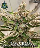 Exotic Genetix Team Cream