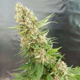 Expert Seeds Critical Gorilla