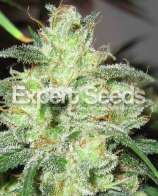 Expert Seeds Gorrila Glue #4 x Cheese