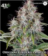 Fast Buds Company Original Cinderella Auto