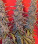 Female Seeds Purple Maroc