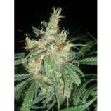 Field Marshall Seeds Collective Kushy Haze