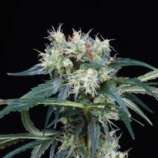 Finest Medicinal Seeds Northern Lights 5 Haze