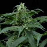 Finest Medicinal Seeds Skunk NL