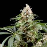 Finest Medicinal Seeds White Rhino