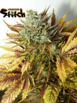 Flash Seeds Purple Sirius Kush